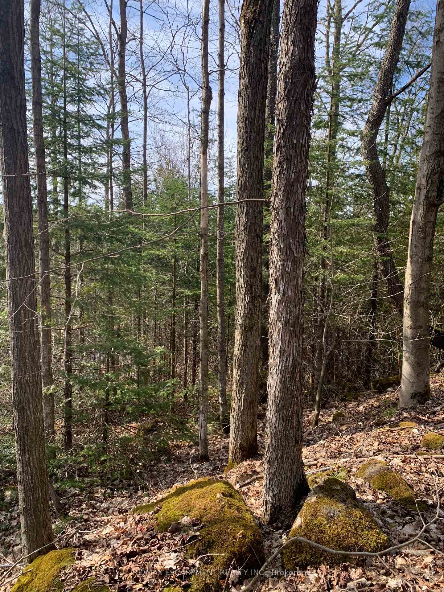 Photo 4 of LOT 31 8th Concession B, Grey Highlands — HOMEH