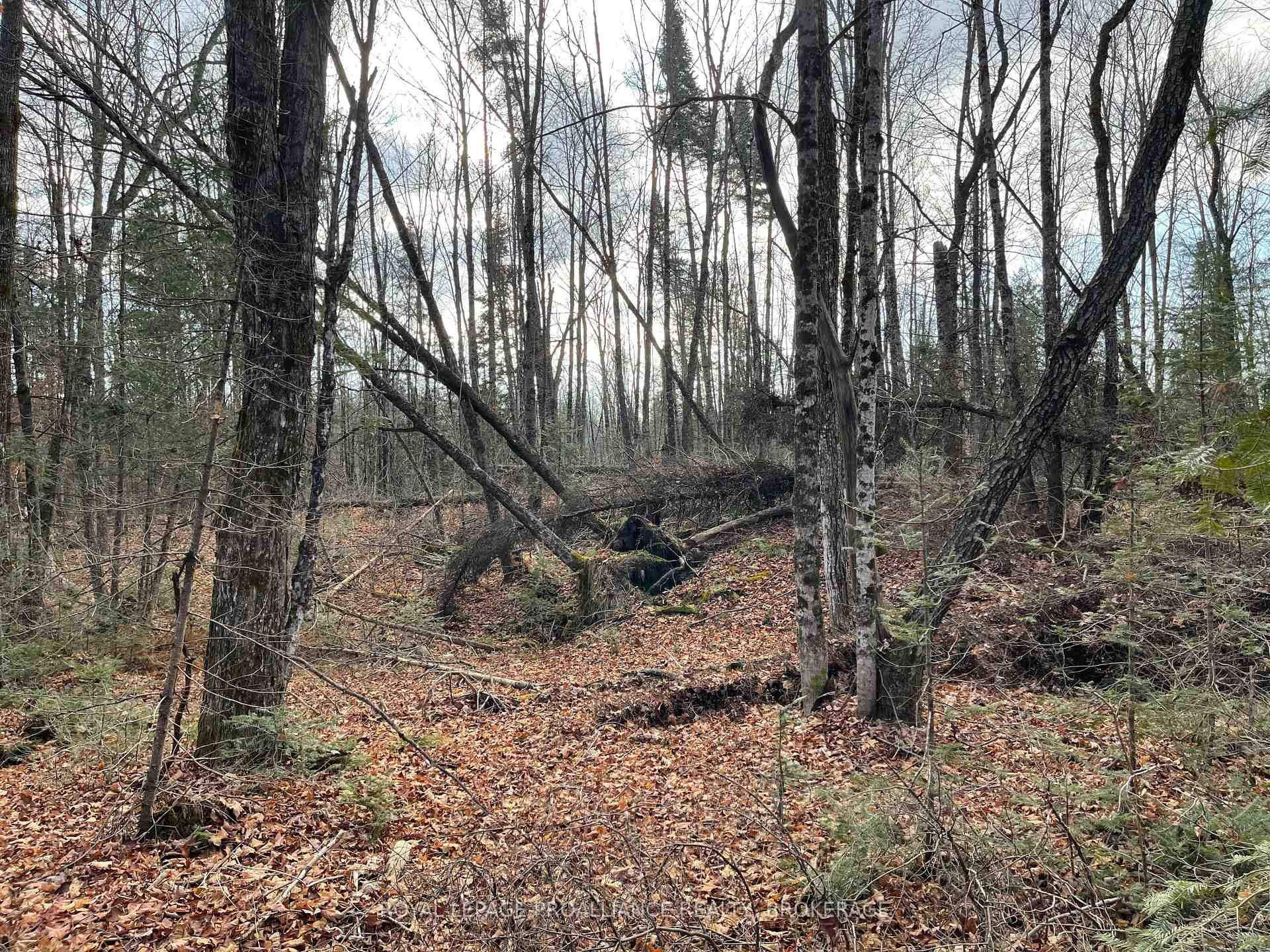 Photo 9 of 1518 Wintergreen Road, Frontenac, Frontenac North — HOMEH