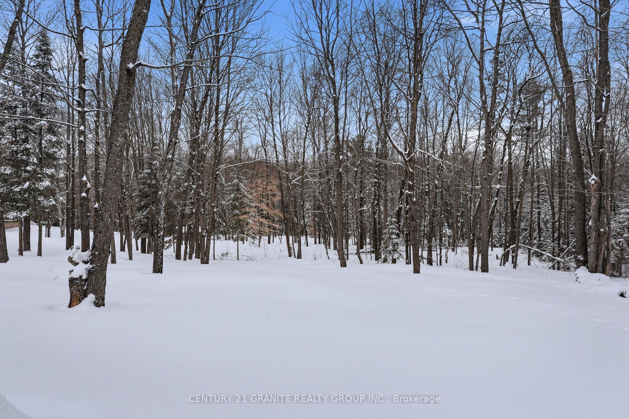 Photo 94 of 12 Forest Hill Road, Bancroft, Bancroft Ward — HOMEH