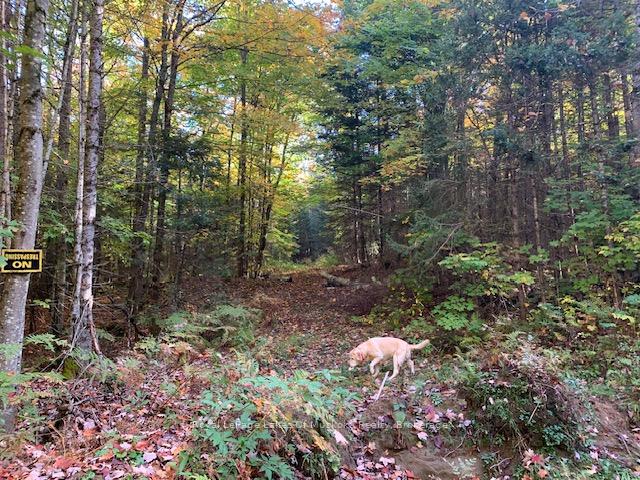 Photo 3 of Sugar Bush Road E, Magnetawan — HOMEH