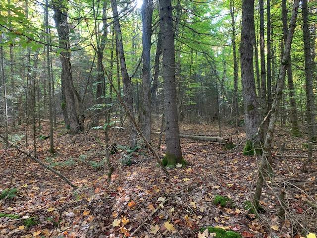 Photo 4 of Sugar Bush Road E, Magnetawan — HOMEH