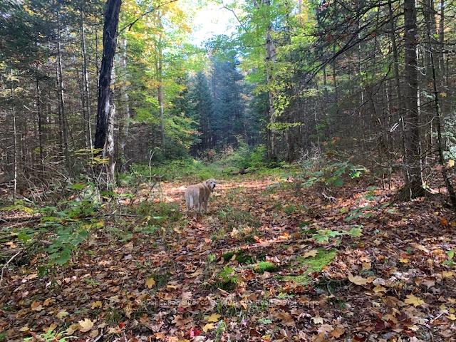Photo 5 of Sugar Bush Road E, Magnetawan — HOMEH