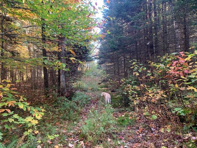 Photo 6 of Sugar Bush Road E, Magnetawan — HOMEH