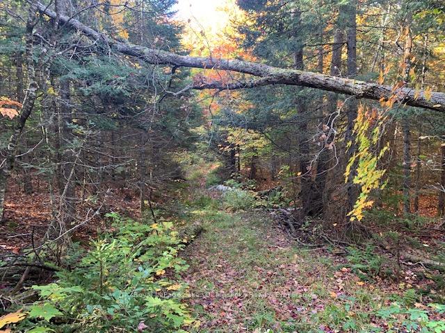 Photo 7 of Sugar Bush Road E, Magnetawan — HOMEH
