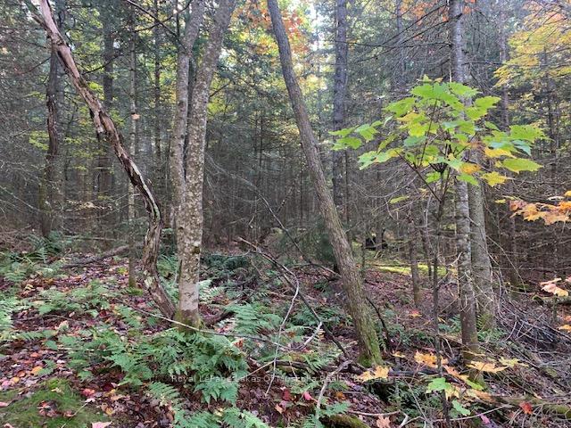 Photo 8 of Sugar Bush Road E, Magnetawan — HOMEH