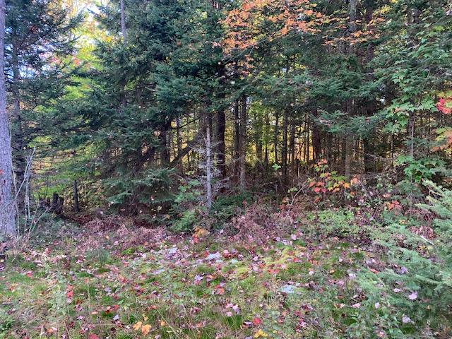 Photo 10 of Sugar Bush Road E, Magnetawan — HOMEH