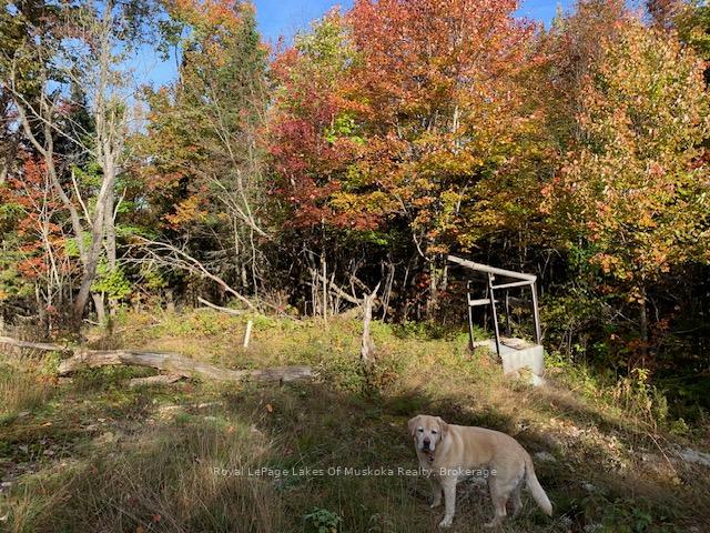 Photo 14 of Sugar Bush Road E, Magnetawan — HOMEH