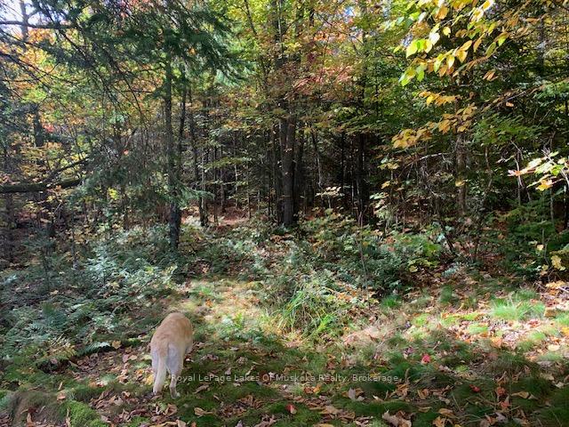 Photo 17 of Sugar Bush Road E, Magnetawan — HOMEH