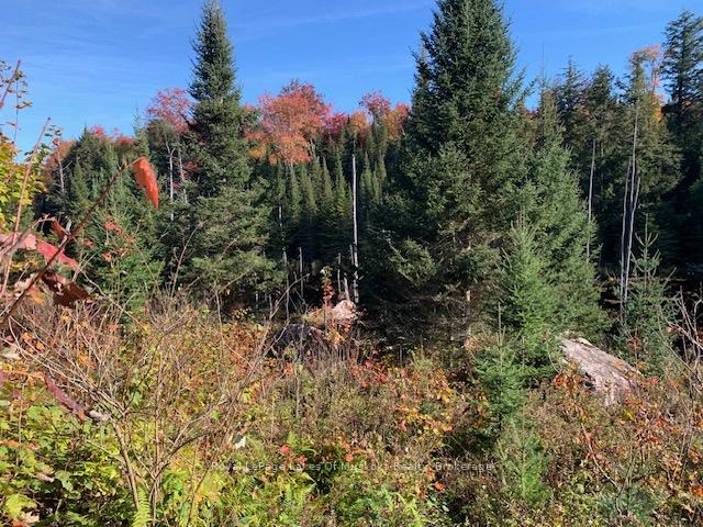 Photo 20 of Sugar Bush Road E, Magnetawan — HOMEH