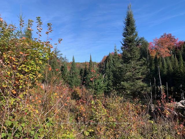 Photo 22 of Sugar Bush Road E, Magnetawan — HOMEH