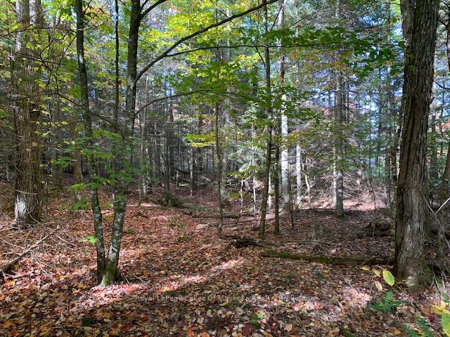Photo 35 of Sugar Bush Road E, Magnetawan — HOMEH