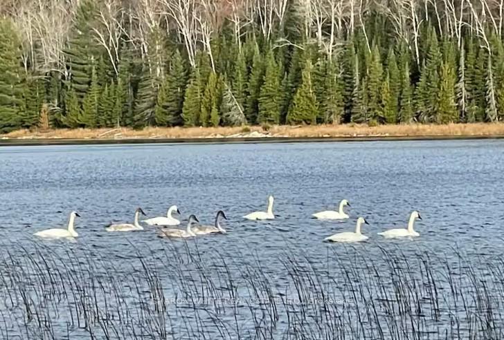 Photo 87 of 44A Aryhart Lake Road, Faraday — HOMEH