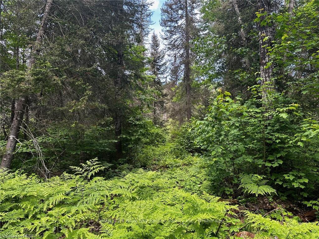 Front of LOT 25 CON 12 Snake Creek Road