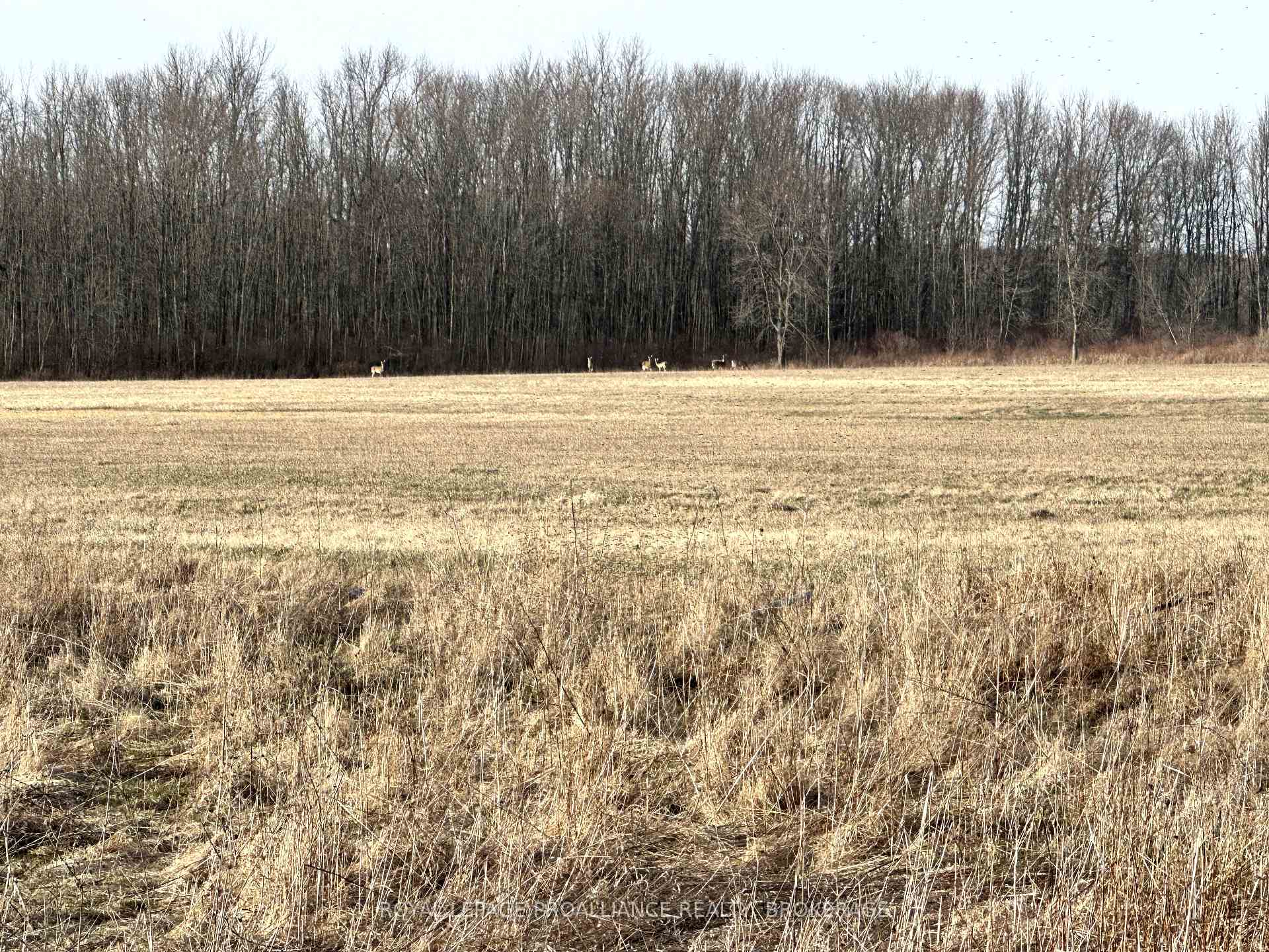 Front of 68 3rd CONCESSION Road