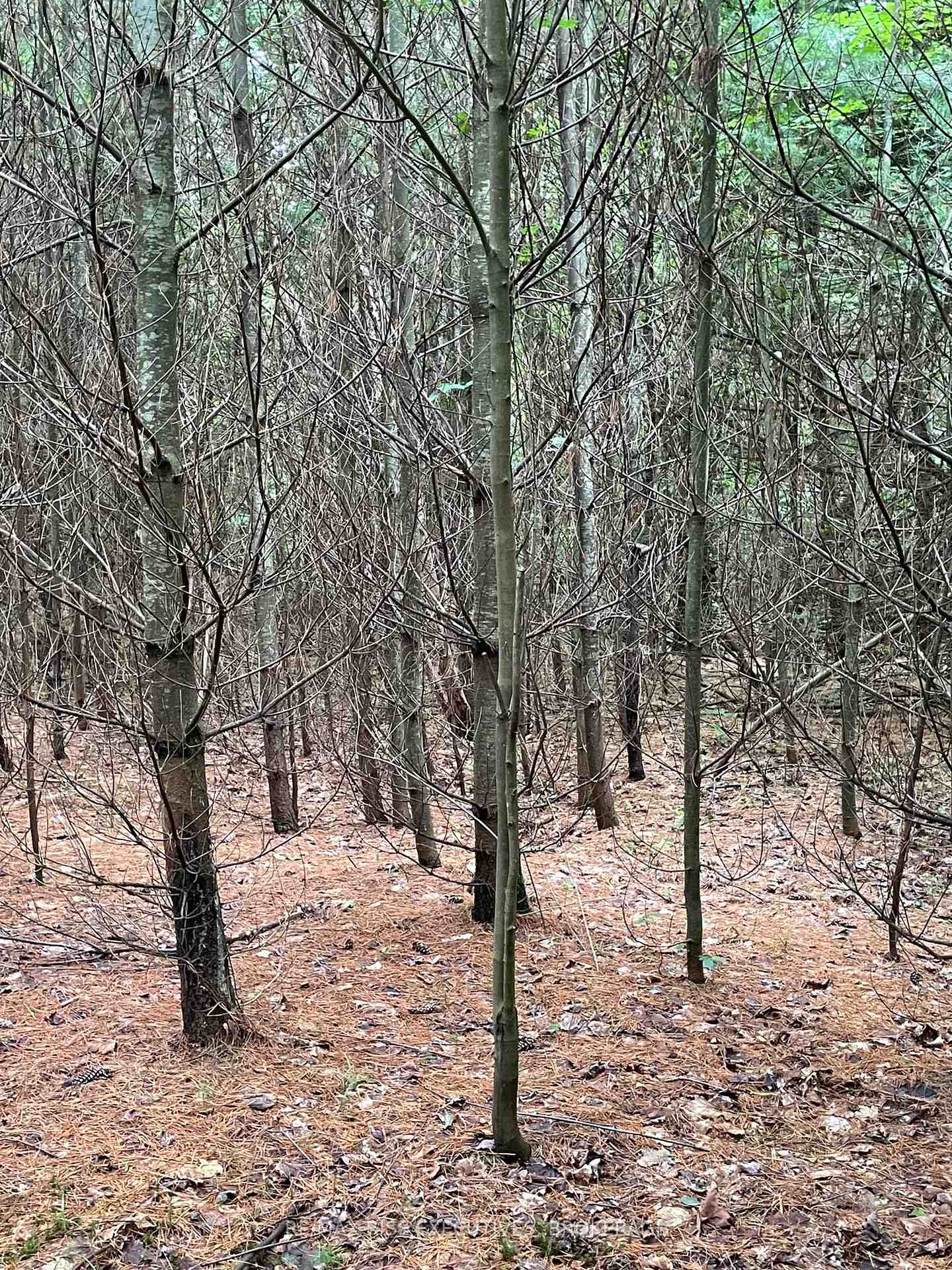 Photo 15 of 1311A County Road 506, North Frontenac, Frontenac North — HOMEH