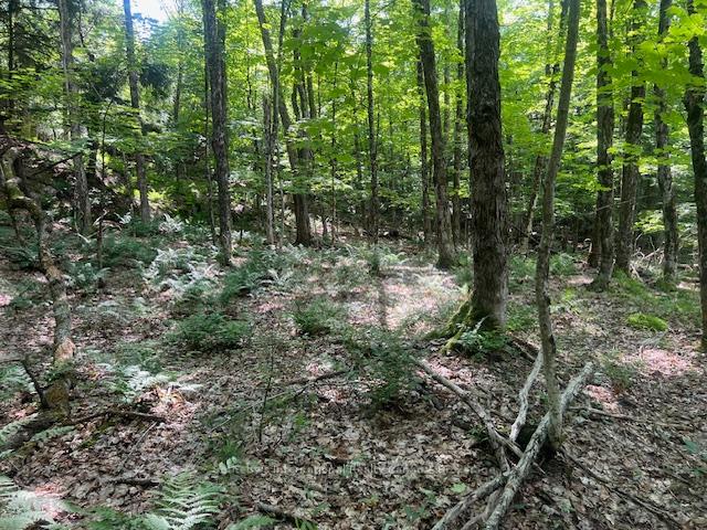Photo 7 of 126 Highway 559, Carling — HOMEH
