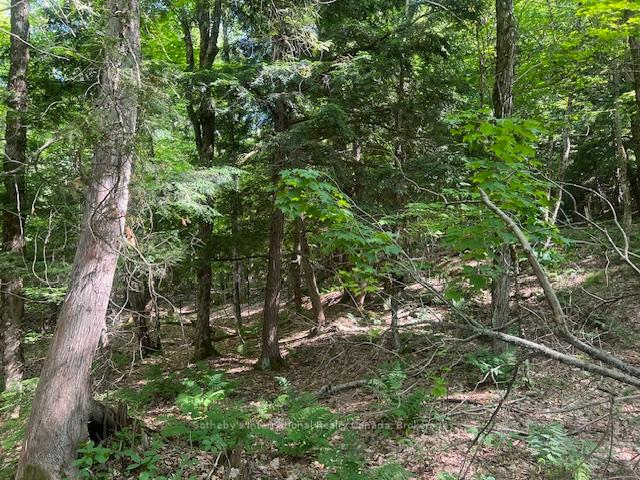 Photo 9 of 126 Highway 559, Carling — HOMEH