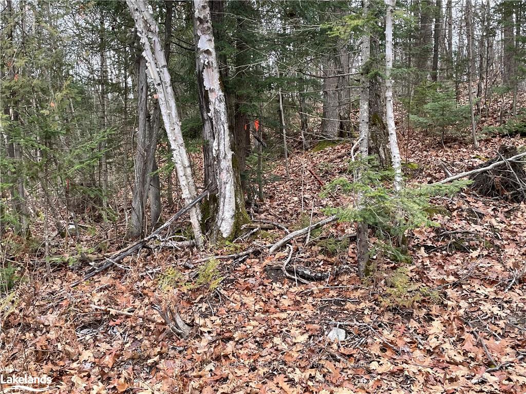 Photo 12 of 48 Spring Hill Rd, McKellar — HOMEH