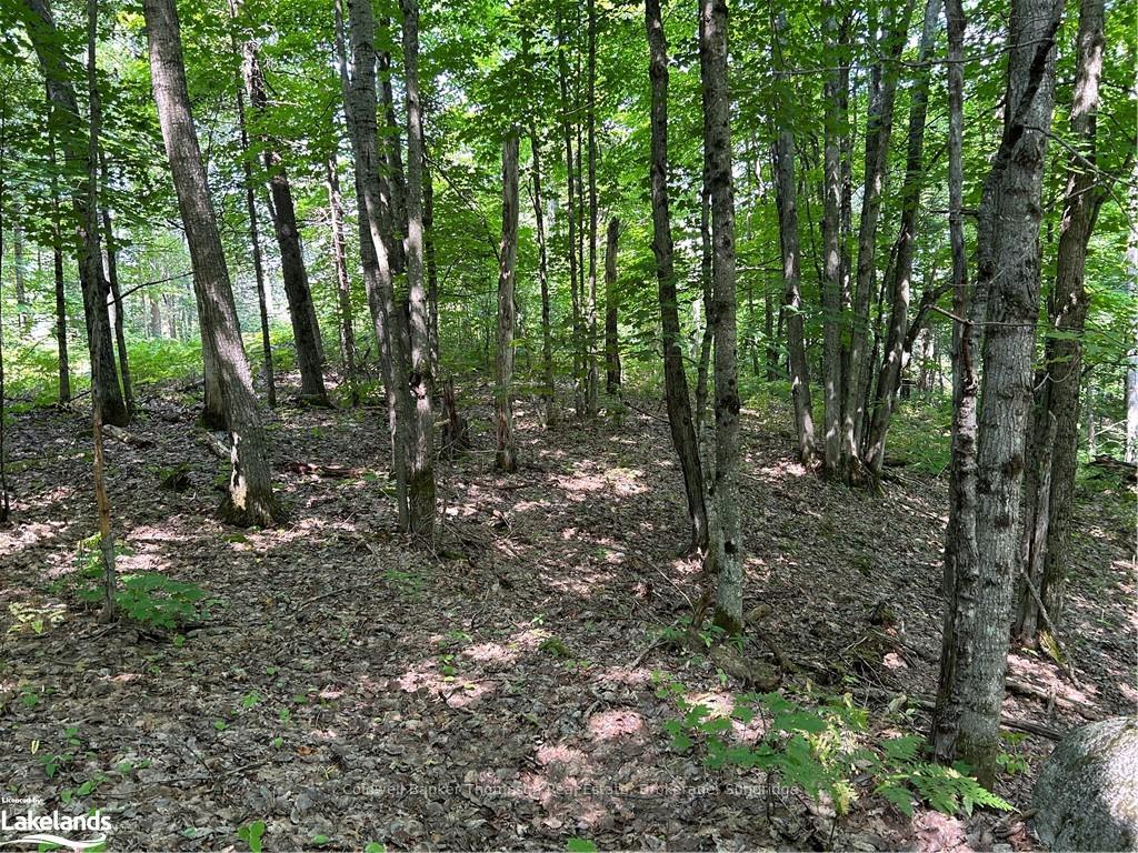 Photo 3 of LOT 22 Frank Street, Magnetawan — HOMEH