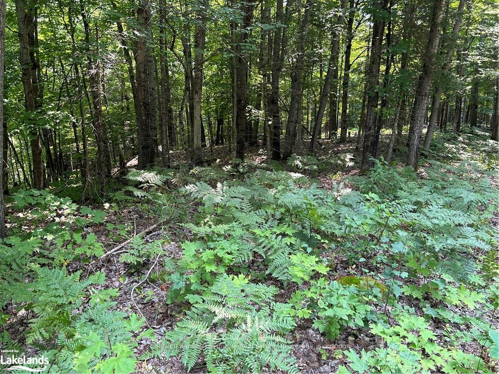 Photo 4 of LOT 22 Frank Street, Magnetawan — HOMEH