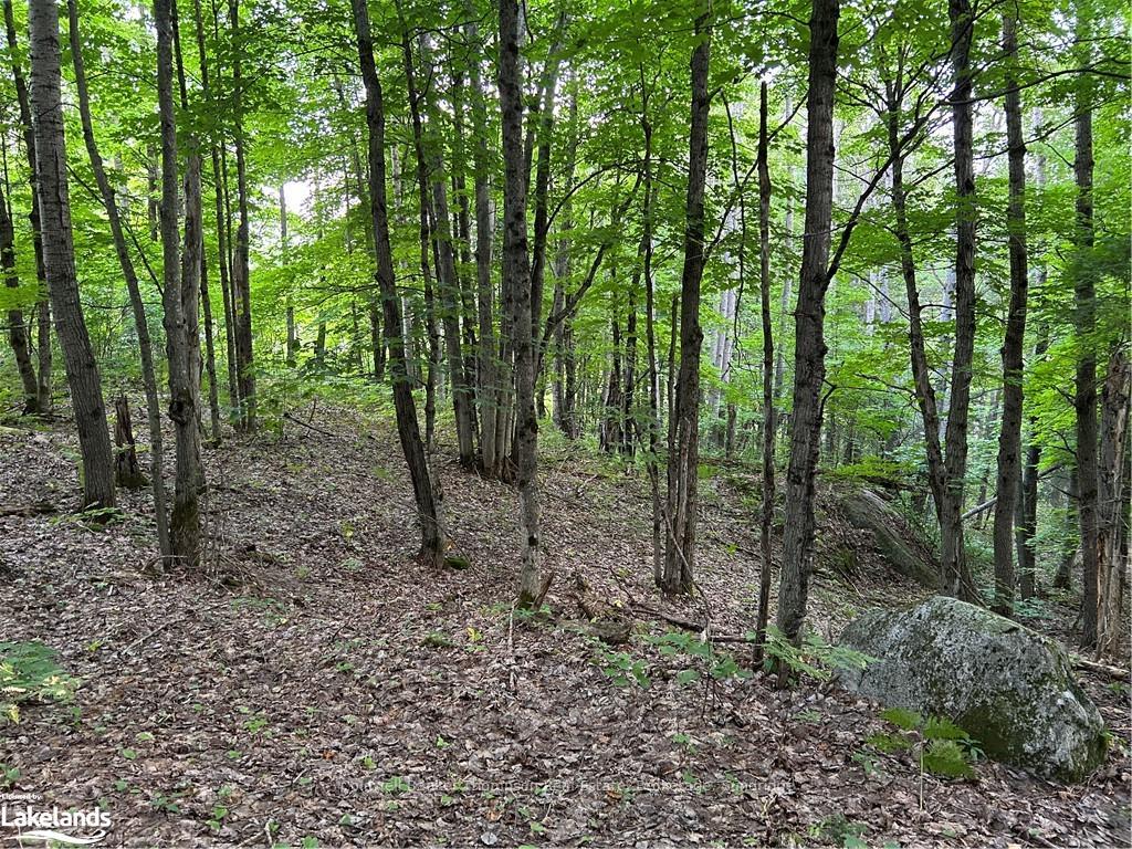 Photo 5 of LOT 22 Frank Street, Magnetawan — HOMEH