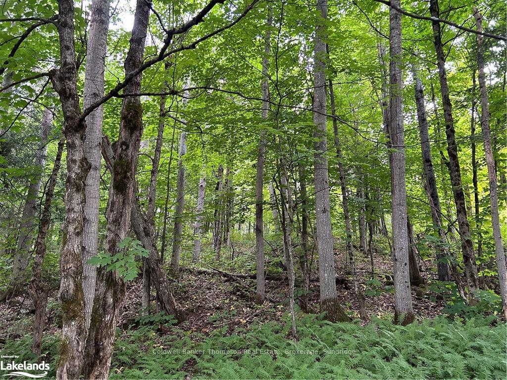 Photo 6 of LOT 22 Frank Street, Magnetawan — HOMEH