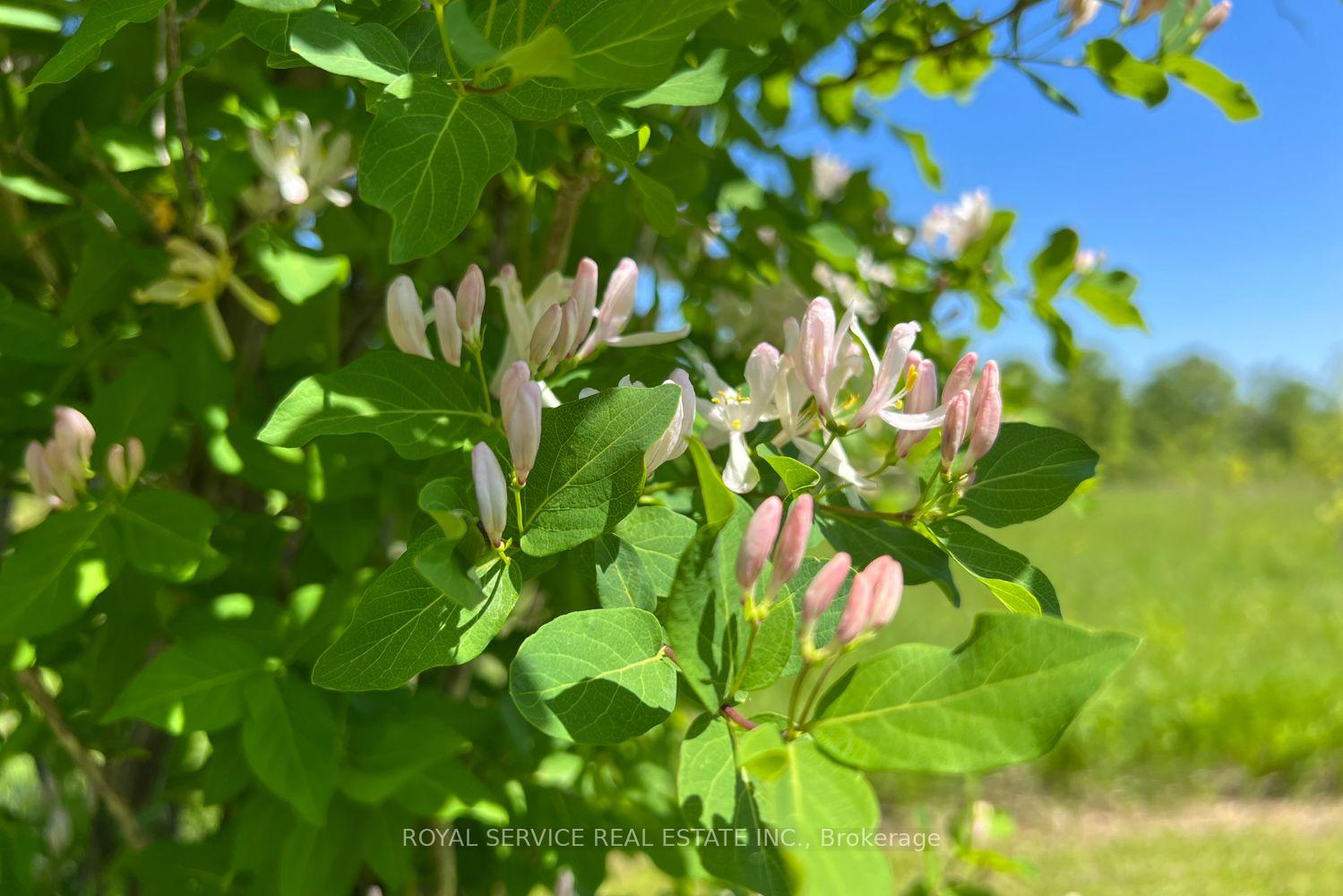 Photo 17 of Highview Crescent, Cavan Monaghan, Cavan Twp — HOMEH